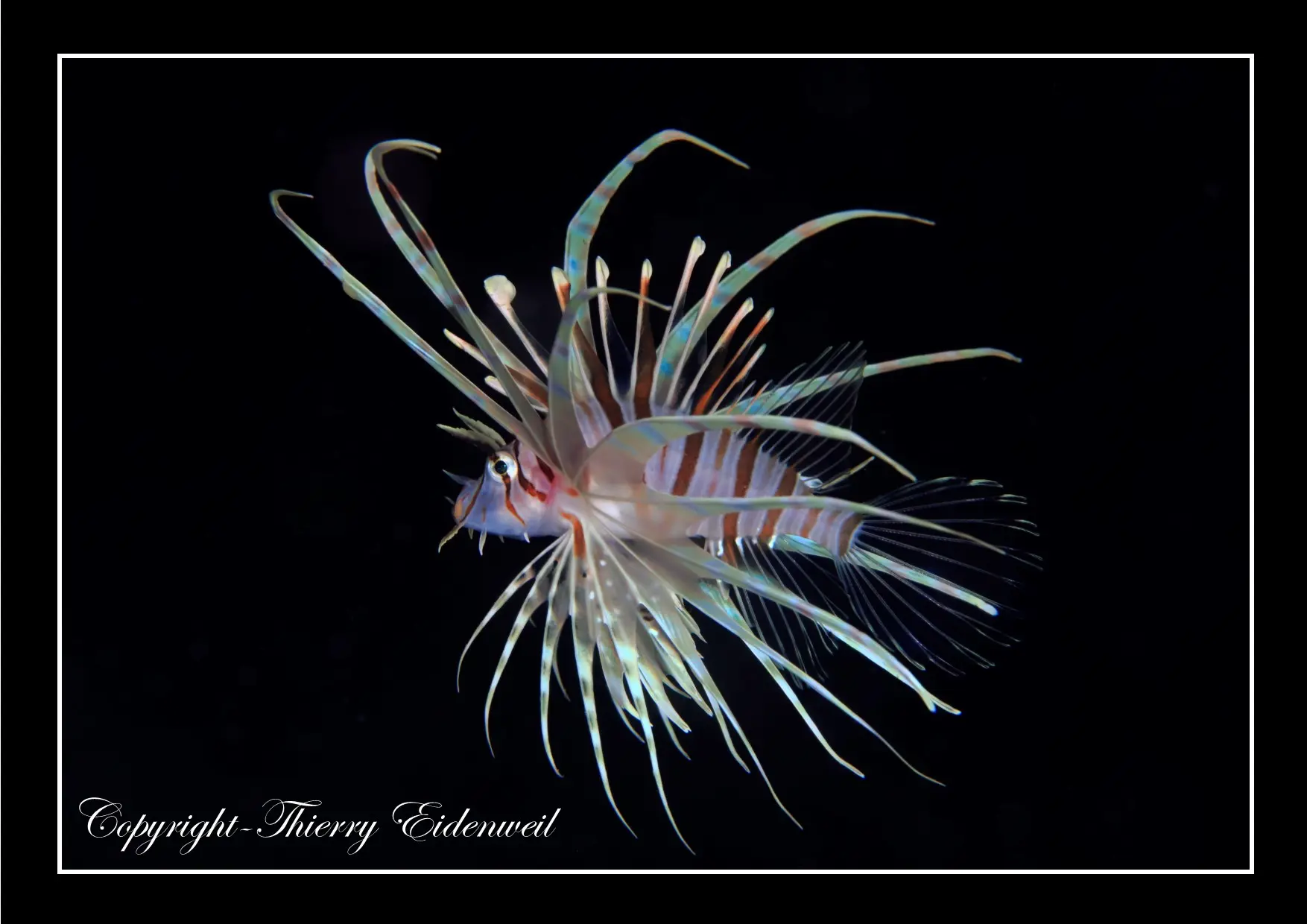 Anilao Macro Dive Media Highlight
